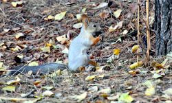 Kars'ta kızıl sincaplar kış uykusu hazırlıklarına başladı