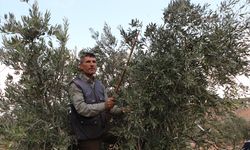 Kilis'te zeytin hasadı başladı