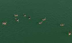 Kuş cenneti Erçek Gölü yaban kazlarına ev sahipliği yapıyor