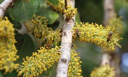 Mersin'de keçiboynuzu balında hasat dönemi başladı