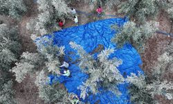 Mersin'de zeytin ağaçlarından elde edilecek gelir kız öğrencilere burs olacak