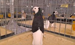 Sakarya'da '6. Tepeli Kostüm Güvercinleri Festivali' düzenlendi