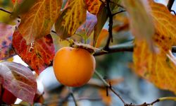 Sakarya'da kadınlar, tescilli cennet hurmasını kurutup satarak aile bütçesine katkı sağlıyor