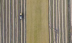 Samsun'da çeltik hasadında sona gelindi