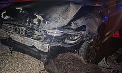 Sinop Belediye Başkanı Gürbüz'ün makam aracı Kastamonu'da domuz sürüsüne çarptı