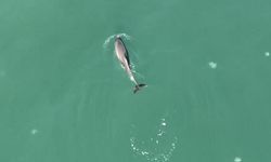 Sinop'ta balık avlayan yunus dronla görüntülendi