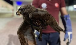 Sinop'ta yaralı kızıl şahin tedavi altına alındı