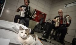 Sirkeci'de sokak sanatçılarına eşlik eden kedi yürekleri ısıtıyor
