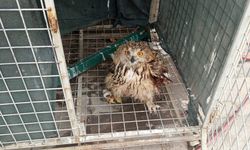 Şırnak'ta yaralı ve bitkin bulunan 4 kuş tedavi altına alındı
