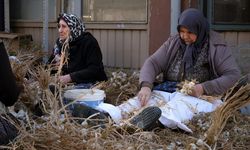 Taşköprü'de sarımsak üreticileri 'sıvama' adı verilen temizlik işlemini yapıyor