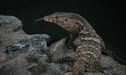 Tayland'ın Nakhon şehrindeki 'Suan Rak Parkı' doğal güzelliği ve kültürel mirasıyla öne çıkıyor