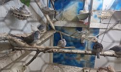 Tekirdağ'da yasa dışı yollarla yurda sokulan 7 papağan ile 45 kumru ele geçirildi