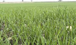 Trakya'da çiftçilerin buğday ekim mesaisi sürüyor