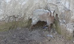 Uşak'ta kuyuya düşen keçiyi itfaiye kurtardı