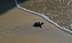 Özel Çevre Koruma bölgelerinde 106 bin 348 yavru kaplumbağa denize ulaştı