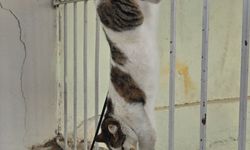 Amasya'da korkuluk demirlerine saplanan kediyi itfaiye ekipleri kurtardı