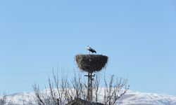 Binkoç köyünün göç etmeyen leylekleri bu kışı da yuvalarında geçirecek