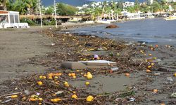 Bodrum'da yağmur suyuyla denize sürüklenen atıklar kıyıya vurdu