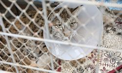 Burdur'da yaralı halde bulunan vaşak, tedavi altına alındı