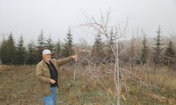 Emekli öğretmen, hünnap üretimini yaygınlaştırmaya çalışıyor