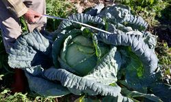 Hobi olarak başladığı ata tohumuyla lahana yetiştiriciliği gelir kapısı oldu