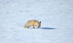 Kars'ta kızıl tilkiler karla kaplı arazide görüntülendi