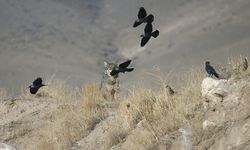 Kars'ta yiyecek arayan kurt yerleşim yerine indi