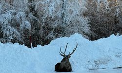 Kocaeli'de karla kaplanan yaylada gezen kızıl geyik görüntülendi