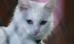 Koruma altındaki Van kedileri bu yıl 120 yavru doğurdu