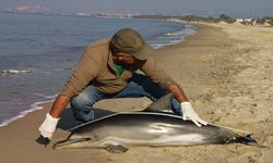 Kuşadası'nda ölü yunus sahile vurdu