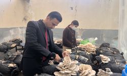 Muğla'da öğrenciler okulda istiridye mantarı üretiyor