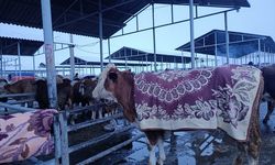 Sivas'ta besiciler pazara getirdikleri hayvanlarını battaniyelerle soğuktan koruyor