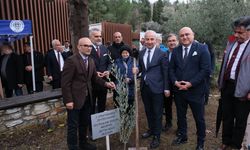 Stratonikeia antik kentinde zeytin hasadı festivali yapıldı