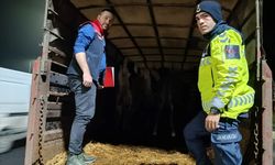 Tekirdağ'da belgesiz hayvan sevki yapan 2 kişiye 134 bin lira ceza uygulandı