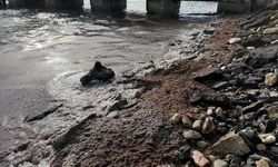 Tekirdağ'da poyraz nedeniyle sahilin bir kısmında kırmızı yosun birikti