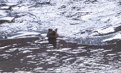 Tunceli'de nesli tehlike altındaki su samuru görüntülendi