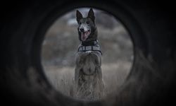 Türkiye'nin sayılı kadavra köpeklerinden Melo depremden cinayete ekiplerin iz sürücüsü