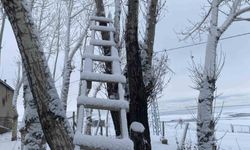 Ağrı beyaza büründü