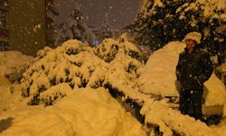 Çam ağacı park halindeki iki aracın üzerine devrildi