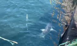 Çanakkale'de balıkçıların ağına 'kamçı kuyruk' cinsi köpek balığı takıldı