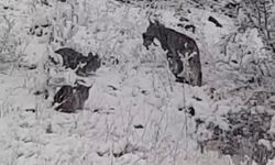 Elazığ'da vaşak ailesi görüntülendi