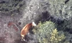 İneği kaybolan çiftçinin imdadına AFAD ve jandarma yetişti