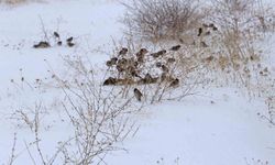 Kar esareti kuşları da etkiliyor