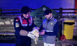 Karaman'da kızıl şahin koruma altına alındı