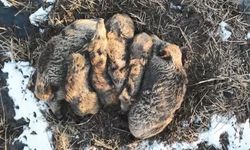 Kars'ta yumak halinde uyuyan domuz ailesi görüntülendi