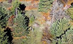 Kastamonu'da dron ile tespit edilen 4 kaçak avcıya cezai işlem