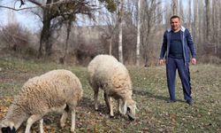 Kesmek için aldığı koyunlara şimdi antrenörlük yapıyor