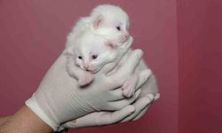 Van Kedi Villası'nda bu yıl 120 yavru dünyaya geldi