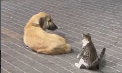 Mahallede Minik Yaramazlık: Uykucu Köpek ile Meraklı Kedi Arasında Tatlı Kovalamaca