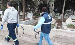 Adana'da sokak köpeği endişesi